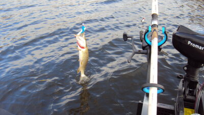 Northern Pike, 0.7 kg — Gėgė