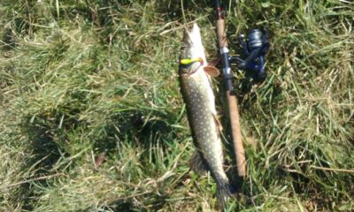Northern Pike, 1.6 kg — Vilkinė