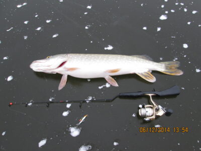 Northern Pike, 2.0 kg