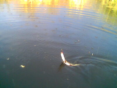 Northern Pike, 1.3 kg — Smalių