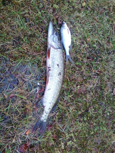 Northern Pike, 0.5 kg — Dargaičių