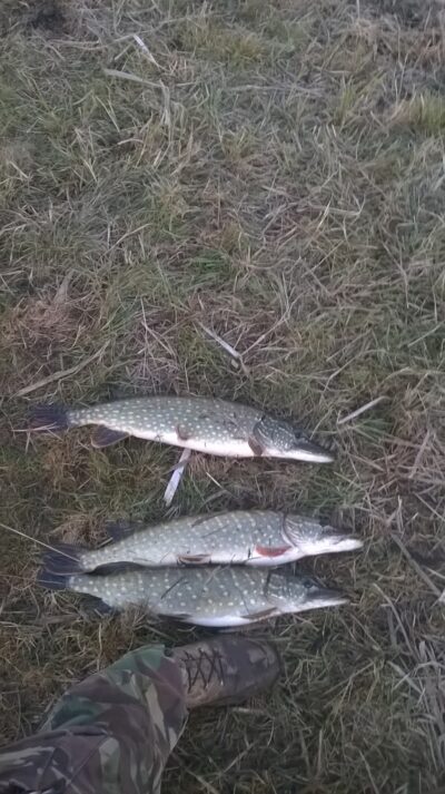 Northern Pike, 2.0 kg
