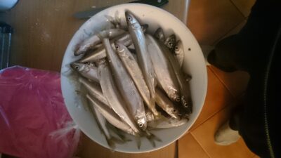 European smelt ×36 — Kuršių
