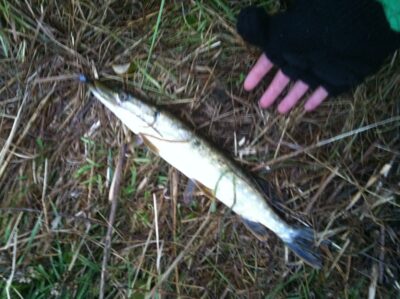 Northern Pike — Venta