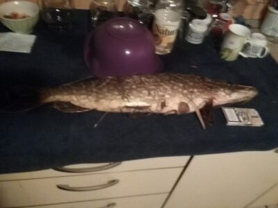 Northern Pike, 2.5 kg