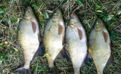 Carp bream ×4