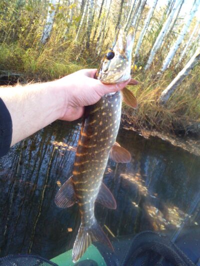 Northern Pike, 0.7 kg — Tenenys