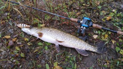 Northern Pike, 2.1 kg — Neman River