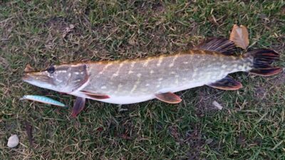 Northern Pike, 2.5 kg — Pociūnų