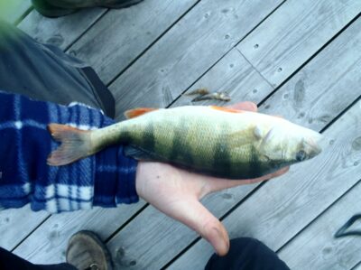 Eurasian perch — Baltic Sea