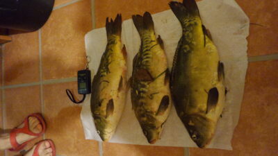 Carp ×3 — Ekrano gamyklos