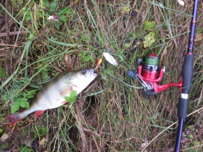 Eurasian perch, 0.3 kg