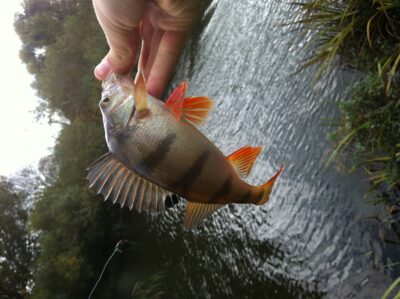 Eurasian perch — Venta