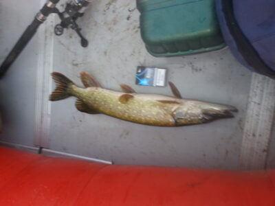 Northern Pike, 1.5 kg — Eketė
