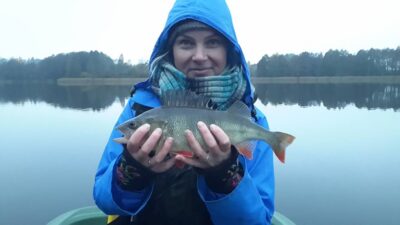 Eurasian perch, 0.8 kg