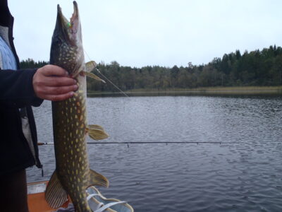 Northern Pike — Baltic Sea