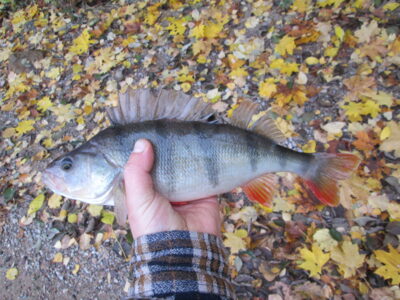 Eurasian perch, 0.5 kg