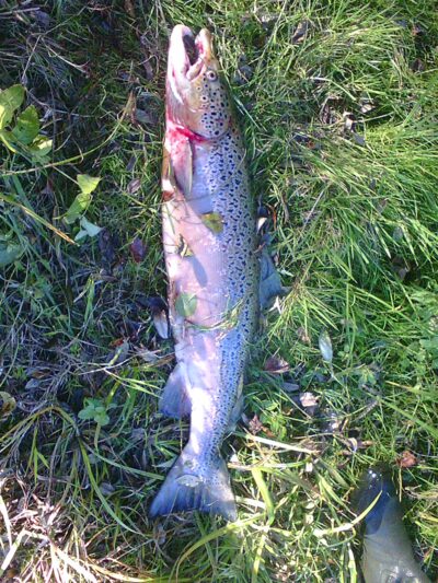 Šlakis, 5.5 kg