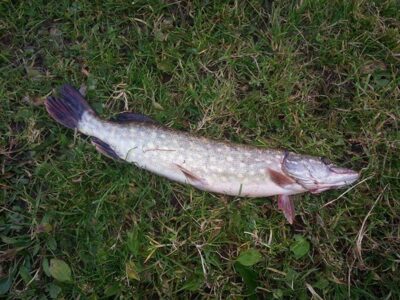 Northern Pike, 0.9 kg — ATMATA
