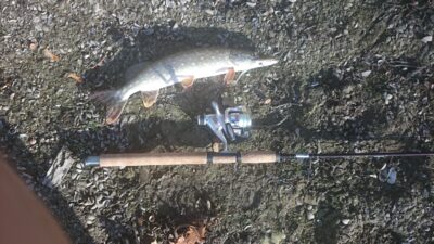Northern Pike — Marijampolės II-asis