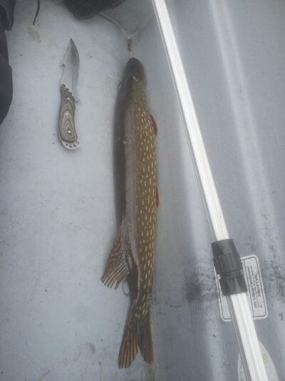 Northern Pike, 2.2 kg