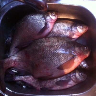 Carp bream ×4 — Skirvytė