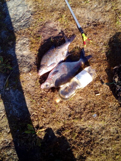 Carp bream, 1.2 kg — ATMATA