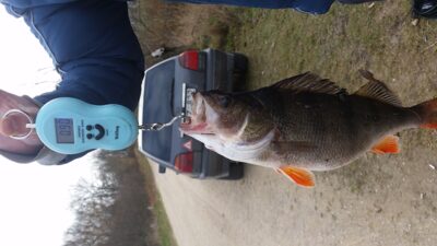Eurasian perch, 0.9 kg — Pociūnų