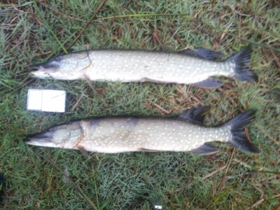 Northern Pike ×2 — Loch Lomond