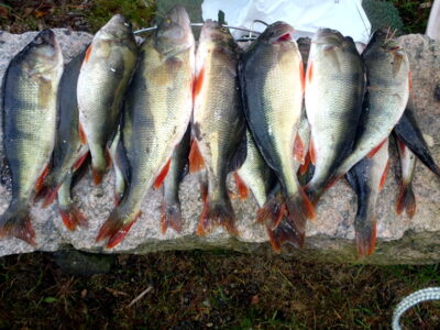 Eurasian perch ×17 — Baltic Sea