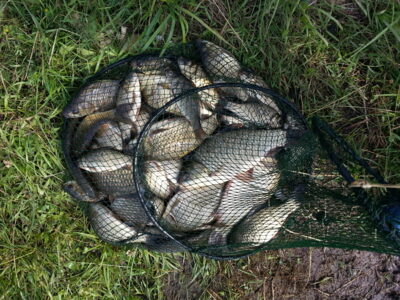 Prussian carp ×30