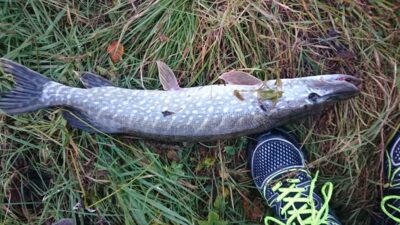 Northern Pike, 1.6 kg — Loch of Aboyne