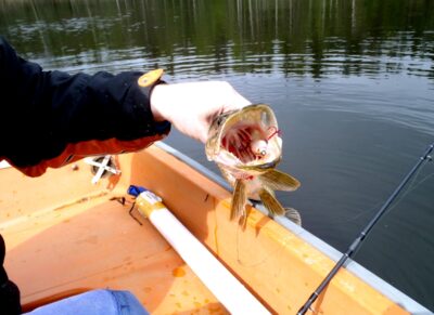 Northern Pike — Träsksjön