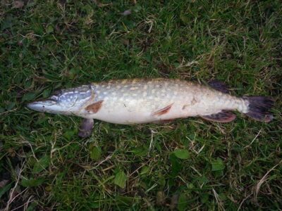 Northern Pike, 1.0 kg — ATMATA