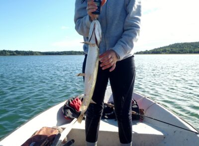 Northern Pike — Baltic Sea