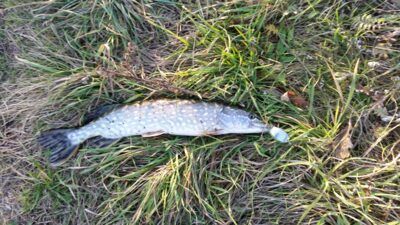 Northern Pike, 1.4 kg — Skriaudžių