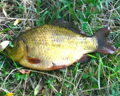 Crucian carp, 0.5 kg