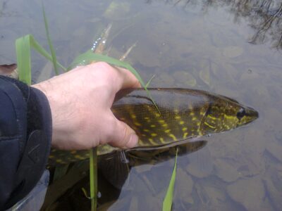 Northern Pike — Lėvuo