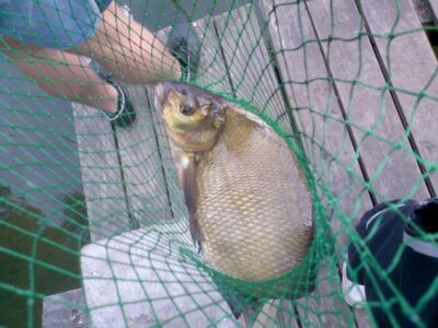 Carp bream, 2.0 kg — Berža