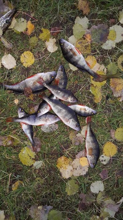 Eurasian perch ×10 — Andriškių
