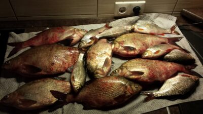 Carp bream — Skirvytė