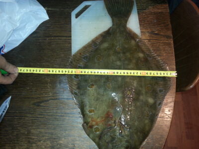 Turbot, 2.5 kg