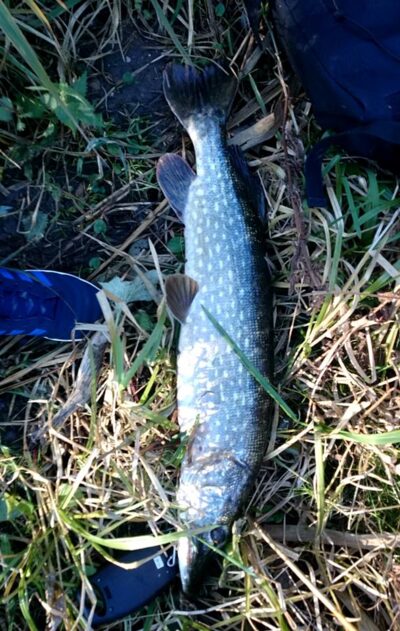 Northern Pike, 4.0 kg