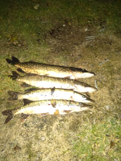 Northern Pike ×4 — Rokantiškių