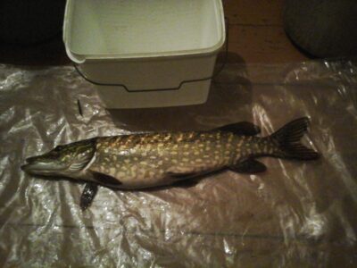 Northern Pike, 1.6 kg — Kiaunas