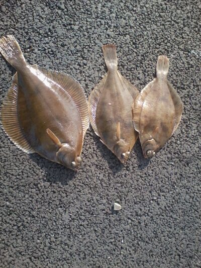 European plaice ×3 — Baltic Sea