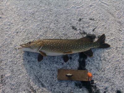 Northern Pike, 6.8 kg