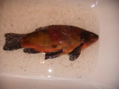 Tench, 2.0 kg — Gilūšis
