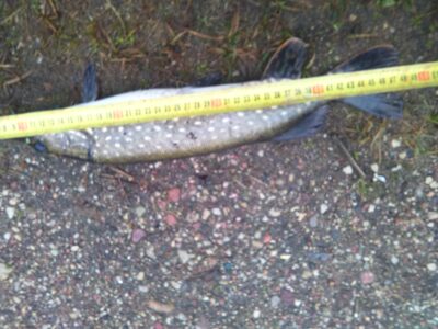 Northern Pike, 1.1 kg — Kryžiškių