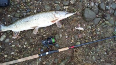 Northern Pike, 2.7 kg — Neman River